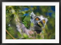 Ring-Tailed Lemur, Madagascar Fine Art Print