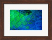 Rusty Parrotfish Tail Fine Art Print