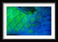 Rusty Parrotfish Tail Fine Art Print