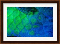 Rusty Parrotfish Tail Fine Art Print