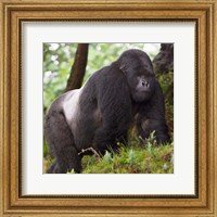 Rwanda, Mountain Gorilla, No 2 Silverback Fine Art Print