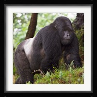 Rwanda, Mountain Gorilla, No 2 Silverback Fine Art Print