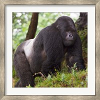 Rwanda, Mountain Gorilla, No 2 Silverback Fine Art Print
