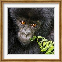 Rwanda, Volcanoes NP, Mountain Gorilla Staring Fine Art Print