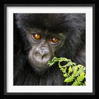 Rwanda, Volcanoes NP, Mountain Gorilla Staring Fine Art Print