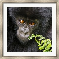 Rwanda, Volcanoes NP, Mountain Gorilla Staring Fine Art Print