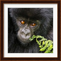 Rwanda, Volcanoes NP, Mountain Gorilla Staring Fine Art Print