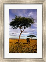 Solitary Elephant Wanders, Maasai Mara, Kenya Fine Art Print