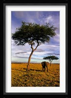 Solitary Elephant Wanders, Maasai Mara, Kenya Fine Art Print