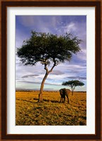 Solitary Elephant Wanders, Maasai Mara, Kenya Fine Art Print