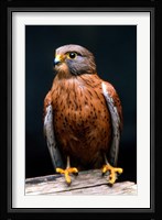Rock Kestrel Portrait, Cape Town, South Africa Fine Art Print