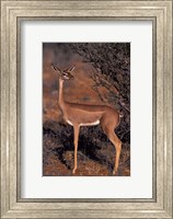 Samburu Gerenuk, Kenya Fine Art Print