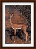 Samburu Gerenuk, Kenya Fine Art Print