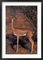 Samburu Gerenuk, Kenya Fine Art Print