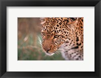 Samburu Leopard, Kenya Fine Art Print