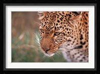 Samburu Leopard, Kenya Fine Art Print