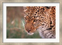 Samburu Leopard, Kenya Fine Art Print