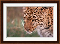 Samburu Leopard, Kenya Fine Art Print