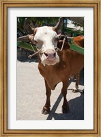 Seychelles, La Digue, La Passe Harbor, ox-cart Fine Art Print