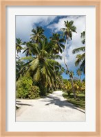 Seychelles, La Digue, Palm lined country path Fine Art Print