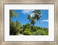 Seychelles, La Digue. Remote island path Fine Art Print