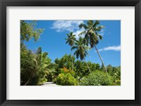 Seychelles, La Digue. Remote island path Fine Art Print