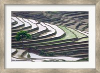 Rice terraces, Yuanyang, Yunnan Province, China. Fine Art Print