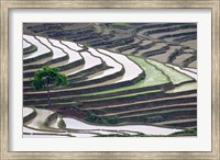 Rice terraces, Yuanyang, Yunnan Province, China. Fine Art Print