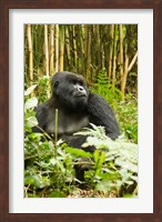 Rwanda, Mountain Gorilla, Silverback Fine Art Print