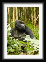 Rwanda, Mountain Gorilla, Silverback Fine Art Print
