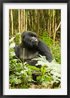 Rwanda, Mountain Gorilla, Silverback Fine Art Print