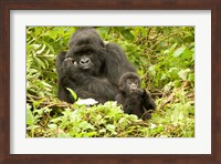 Rwanda, Volcanoes NP, Mountain Gorilla with baby Fine Art Print