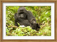 Rwanda, Volcanoes NP, Mountain Gorilla with baby Fine Art Print