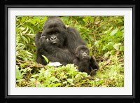 Rwanda, Volcanoes NP, Mountain Gorilla with baby Fine Art Print