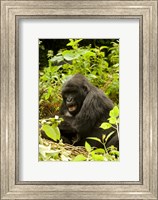 Rwanda, Volcanoes NP, Mountain Gorilla Sitting Fine Art Print