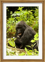 Rwanda, Volcanoes NP, Mountain Gorilla Sitting Fine Art Print