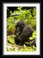 Rwanda, Volcanoes NP, Mountain Gorilla Sitting Fine Art Print