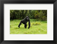 Rwanda, Volcanoes NP, Mountain Gorilla Running Fine Art Print