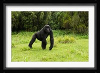 Rwanda, Volcanoes NP, Mountain Gorilla Running Fine Art Print
