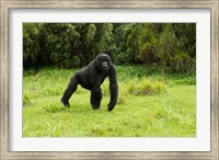 Rwanda, Volcanoes NP, Mountain Gorilla Running Fine Art Print