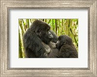 Rwanda, VP, Baby Mountain Gorilla Breast Feeding Fine Art Print