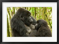 Rwanda, VP, Baby Mountain Gorilla Breast Feeding Fine Art Print