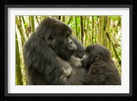 Rwanda, VP, Baby Mountain Gorilla Breast Feeding Fine Art Print