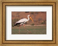 Saddle-billed Stork, Chobe National Park, Botswana Fine Art Print