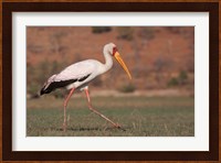 Saddle-billed Stork, Chobe National Park, Botswana Fine Art Print