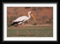 Saddle-billed Stork, Chobe National Park, Botswana Fine Art Print