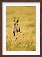 Secretary Bird hunting for food, Lower Mara, Masai Mara Game Reserve, Kenya Fine Art Print