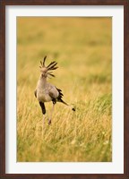 Secretary Bird hunting for food, Lower Mara, Masai Mara Game Reserve, Kenya Fine Art Print