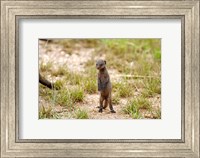 Serengeti, Tanzania, Banded mongoose baby Fine Art Print