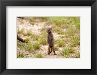Serengeti, Tanzania, Banded mongoose baby Fine Art Print